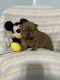 Chow Chow Puppies for sale in Coon Rapids, IA 50058, USA. price: NA
