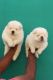 Chow Chow Puppies for sale in Orlando, FL, USA. price: NA