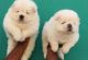 Chow Chow Puppies for sale in Miami, FL, USA. price: $700