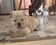 Chow Chow Puppies for sale in Tarboro, NC 27886, USA. price: $700