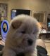Chow Chow Puppies for sale in Fontana, CA, USA. price: $600
