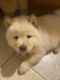 Chow Chow Puppies for sale in Pensacola, FL, USA. price: $350