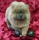 Chow Chow Puppies for sale in Phoenix, AZ 85008, USA. price: $600
