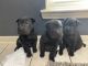 Chow Chow Puppies for sale in Houston, TX, USA. price: $250