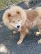 Chow Chow Puppies for sale in 982 Indian Point Rd, Branson, MO 65616, USA. price: NA