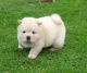 Chow Chow Puppies for sale in Cornelia St, New York, NY 10014, USA. price: $450