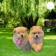 Chow Chow Puppies for sale in 850 S 1, Ronkonkoma, NY 11779, USA. price: NA