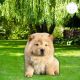 Chow Chow Puppies for sale in Indianapolis, IN, USA. price: $3,000