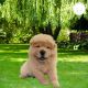 Chow Chow Puppies for sale in Pennsylvania Station, 4 Pennsylvania Plaza, New York, NY 10001, USA. price: NA