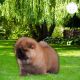 Chow Chow Puppies for sale in Pennsylvania Station, 4 Pennsylvania Plaza, New York, NY 10001, USA. price: NA