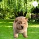 Chow Chow Puppies for sale in 1309 Coffeen Ave, Sheridan, WY 82801, USA. price: NA