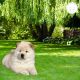 Chow Chow Puppies for sale in 1309 Coffeen Ave, Sheridan, WY 82801, USA. price: NA