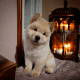 Chow Chow Puppies for sale in Juneau, AK, USA. price: NA