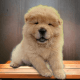 Chow Chow Puppies for sale in 1309 Coffeen Ave, Sheridan, WY 82801, USA. price: $3,000