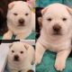 Chow Chow Puppies for sale in Sykesville, MD 21784, USA. price: NA