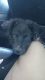 Chow Chow Puppies for sale in Oklahoma City, OK 73119, USA. price: $150