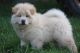 Chow Chow Puppies for sale in Belvedere DA17, UK. price: 585 GBP