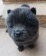 Chow Chow Puppies for sale in Bernalillo, NM, USA. price: NA