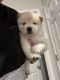 Chow Chow Puppies for sale in Peoria, AZ 85383, USA. price: $400