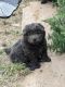 Chow Chow Puppies for sale in Keenesburg, CO 80643, USA. price: $850