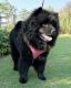 Chow Chow Puppies for sale in Los Angeles, CA 90032, USA. price: $1,200