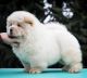 Chow Chow Puppies for sale in Los Angeles, CA 90037, USA. price: NA