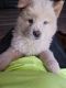 Chow Chow Puppies for sale in Bernalillo, NM, USA. price: $1,000