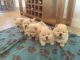 Chow Chow Puppies for sale in New York, NY, USA. price: $600