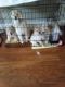 Chow Chow Puppies for sale in Atlanta, GA, USA. price: $1,500