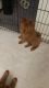 Chow Chow Puppies for sale in Hemet, CA, USA. price: $600