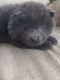 Chow Chow Puppies for sale in Florence, SC, USA. price: $500