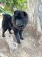 Chow Chow Puppies for sale in Los Angeles, CA 90032, USA. price: $1,000
