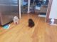 Chow Chow Puppies for sale in Sumter, SC, USA. price: $1,250
