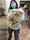 Chow Chow Puppies for sale in Fontana, CA, USA. price: $150,000