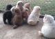 Chow Chow Puppies for sale in Scranton, PA, USA. price: $500