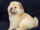 Chow Chow Puppies for sale in Fresno, CA, USA. price: $900