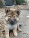 Chow Chow Puppies for sale in Pensacola, FL, USA. price: $200