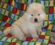 Chow Chow Puppies for sale in New York City, New York. price: $550