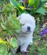 Chow Chow Puppies for sale in Tucson, AZ, USA. price: $1,500