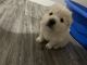 Chow Chow Puppies for sale in Phoenix, Arizona. price: NA