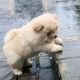 Chow Chow Puppies for sale in Hartford, Connecticut. price: $950