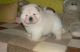 Chow Chow Puppies for sale in Anchorage, Alaska. price: $500