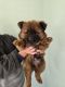 Chow Chow Puppies for sale in Rochester, New York. price: $800