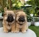 Chow Chow Puppies for sale in Austin, Texas. price: NA