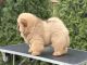 Chow Chow Puppies for sale in Allen, South Dakota. price: $580