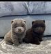 Chow Chow Puppies for sale in Bethlehem, Connecticut. price: $600