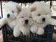 Chow Chow Puppies for sale in Los Angeles, California. price: $500