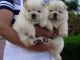 Chow Chow Puppies for sale in Bakersfield, California. price: $500