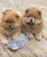 Chow Chow Puppies