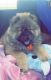 Chow Chow Puppies for sale in Muskogee, Oklahoma. price: $1,500